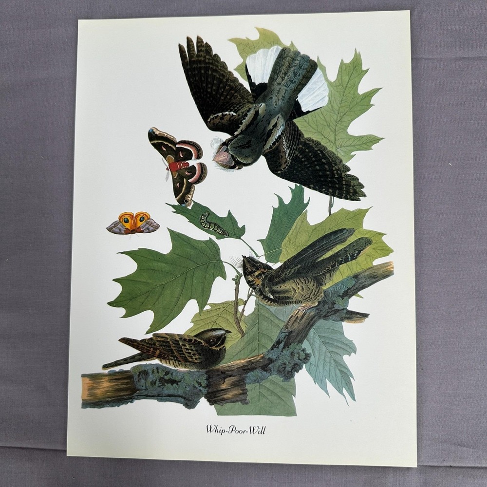 1950 Vintage Print Whippoorwill American Bird  Wall Art Illustration Audubon